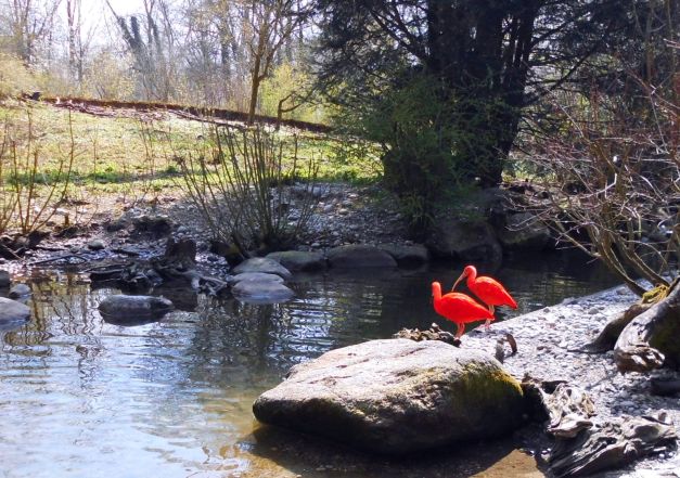 Rote Ibisse im Zoo Dortmund